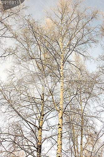 Image of Birch