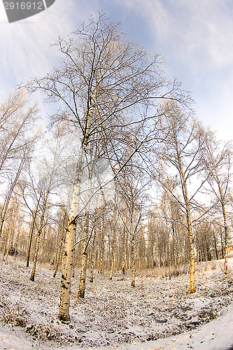 Image of Birch