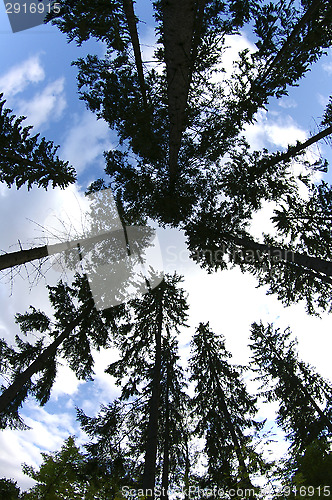 Image of Spruce