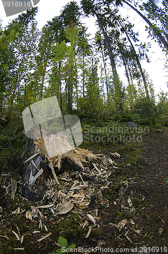 Image of Forest