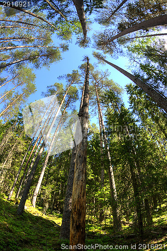 Image of Forest