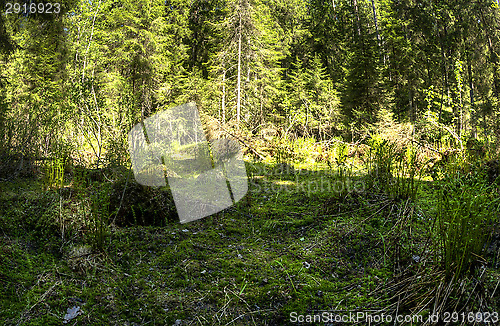 Image of Forest