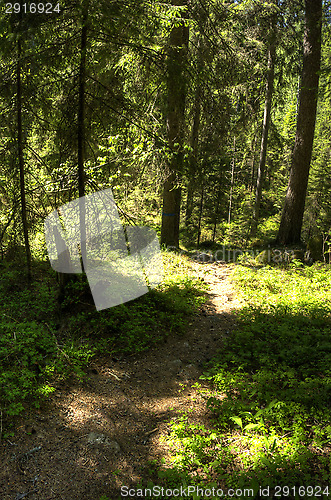 Image of Path in the forest