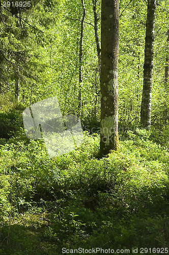 Image of Forest