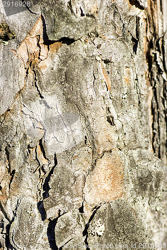 Image of Pine tree