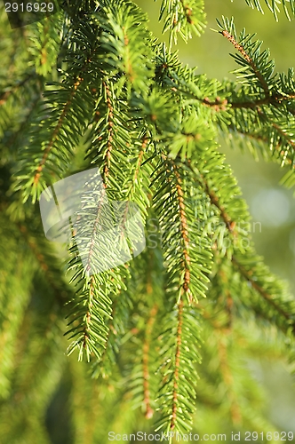 Image of Fir-tree