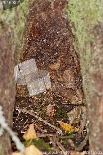Image of Cone