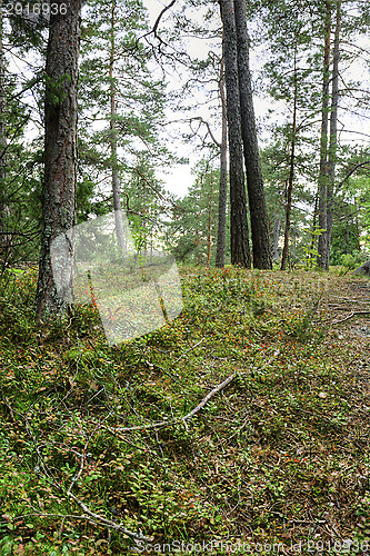 Image of Forest