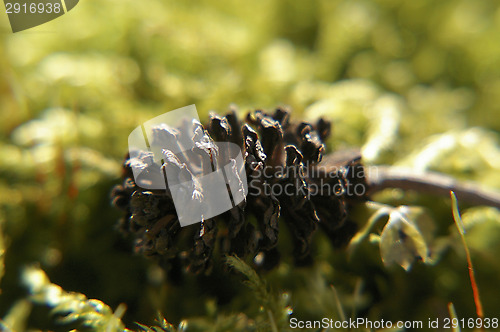 Image of Alder cone