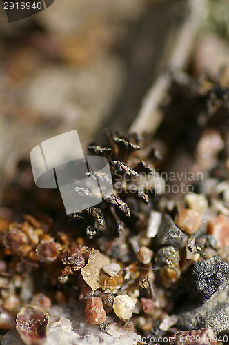 Image of Alder cone