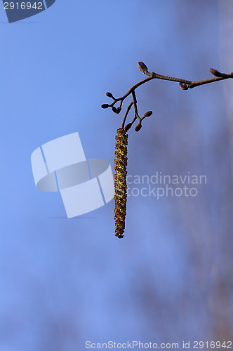 Image of Alder