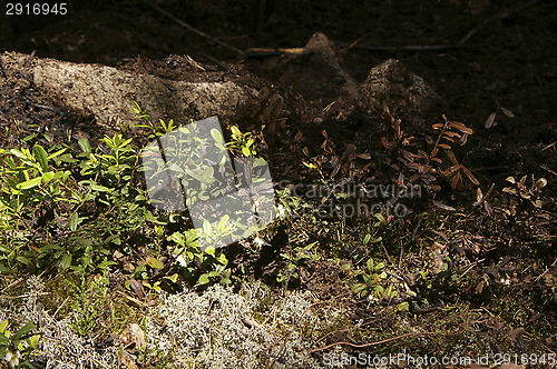 Image of Forest fire