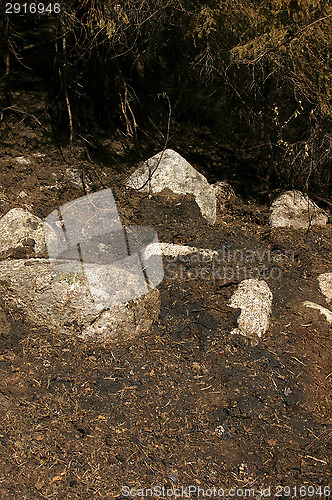 Image of Forest fire