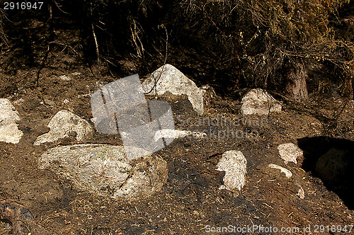 Image of Forest fire