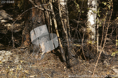 Image of Forest fire