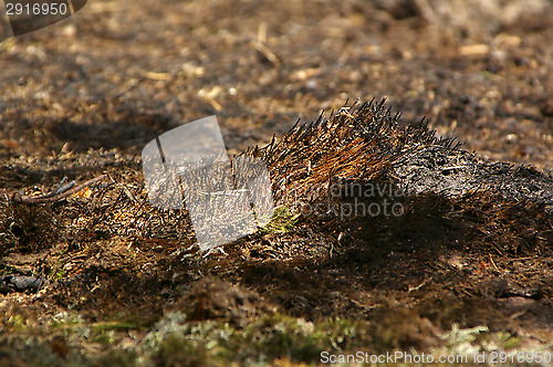 Image of Forest fire