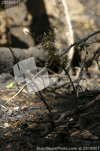 Image of Forest fire