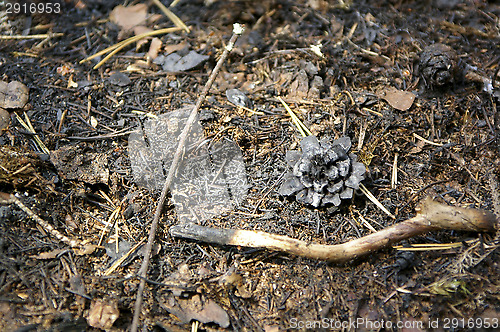 Image of Forest fire