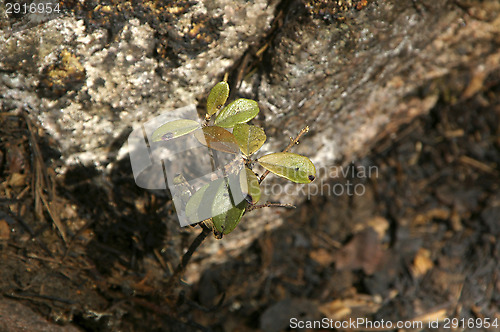 Image of Forest fire