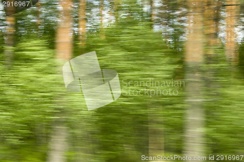 Image of Forest