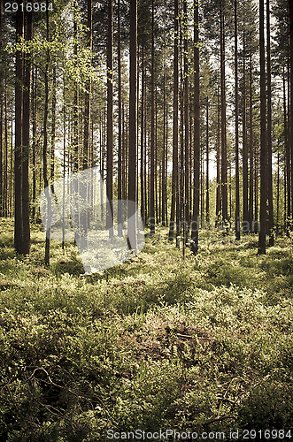 Image of Forest