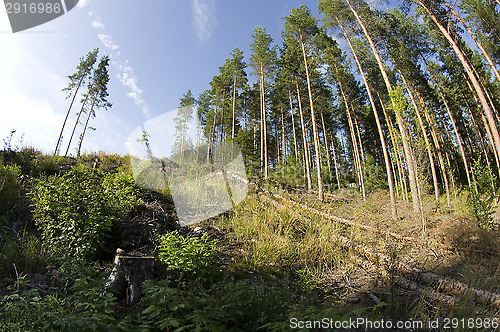 Image of Forest