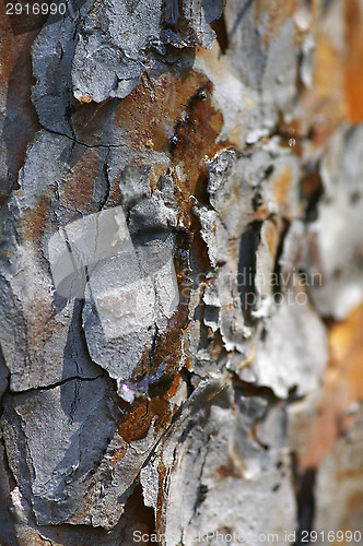 Image of Pine tree