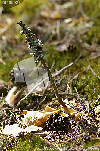 Image of Pine cone