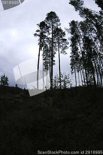 Image of Forest