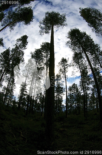 Image of Forest