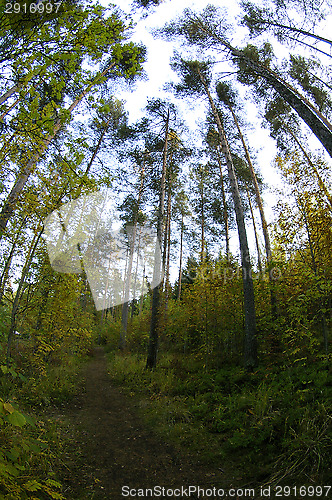 Image of Forest