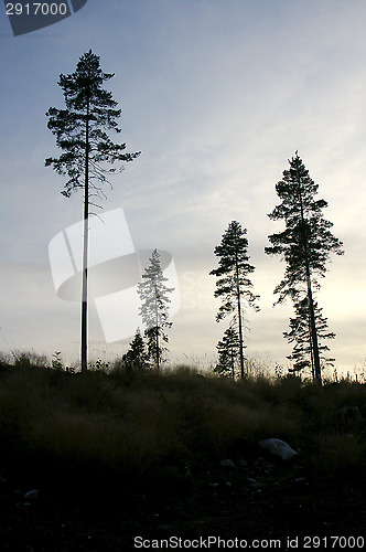 Image of Forest