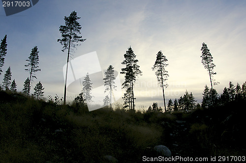 Image of Forest