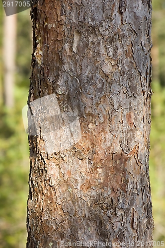 Image of Pine tree