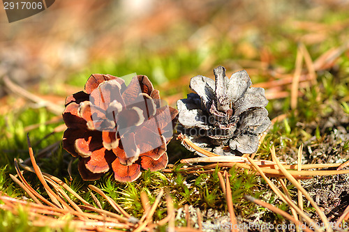 Image of Pine cone