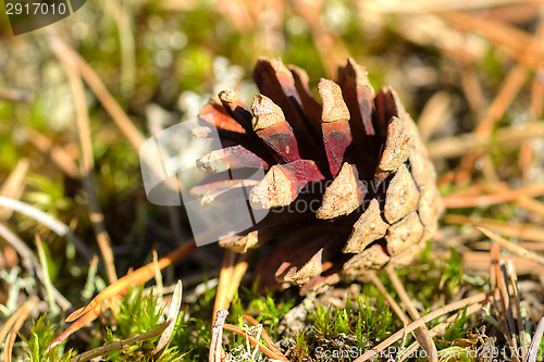 Image of Pine cone