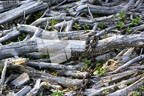 Image of Branches