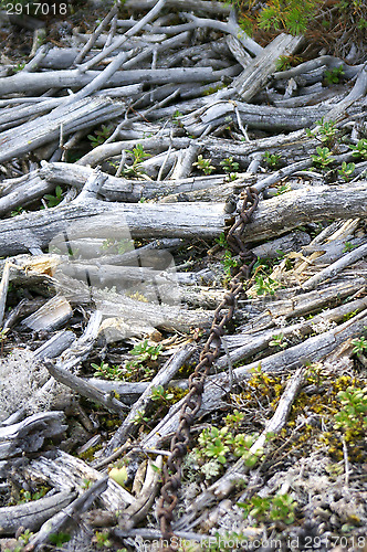 Image of Branches