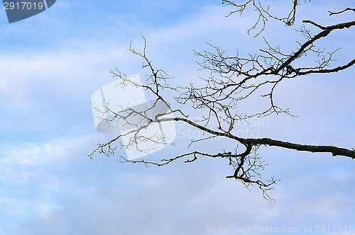 Image of Branches