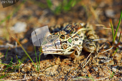 Image of Frog