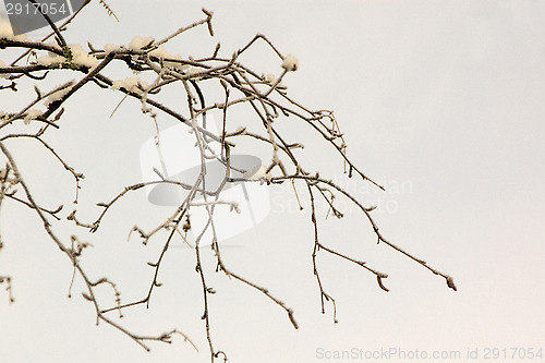 Image of Branches