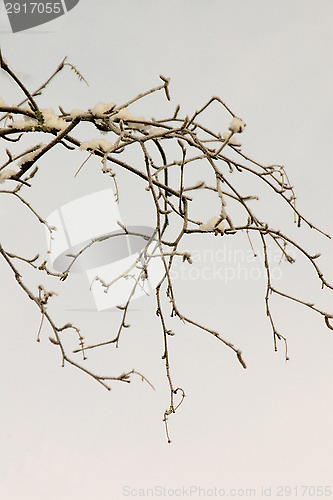 Image of Branches