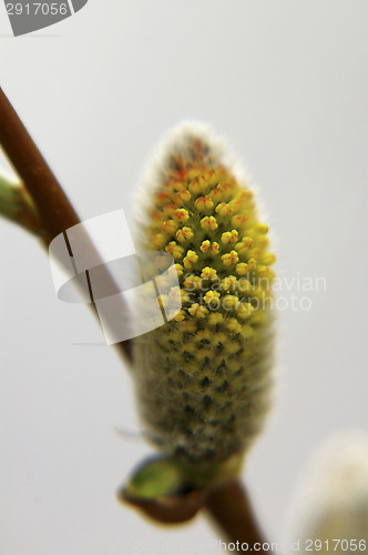 Image of Willow