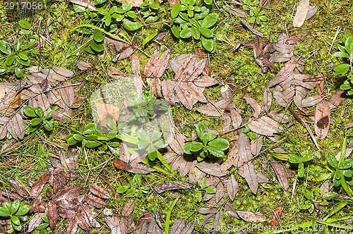 Image of Leafs