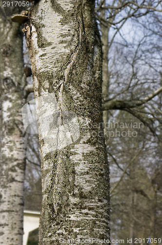 Image of The face of the tree