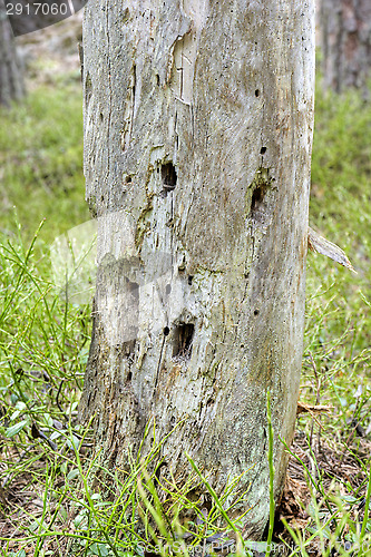 Image of The face of the tree