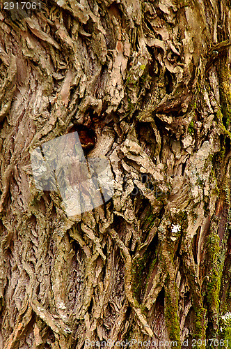 Image of The face of the tree