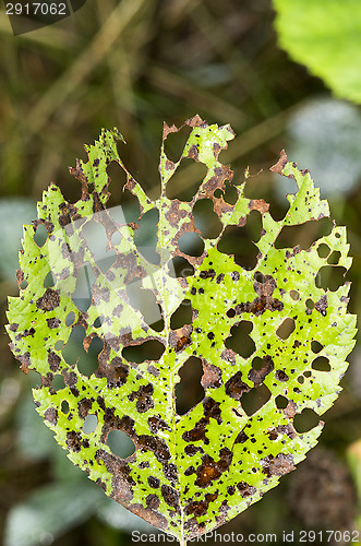 Image of Leaf