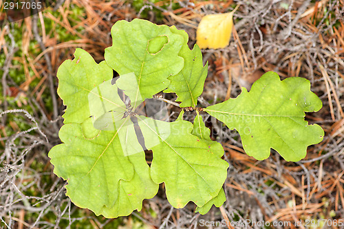 Image of Oak