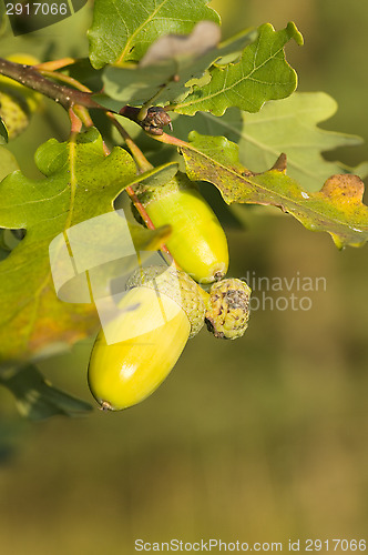 Image of Oak